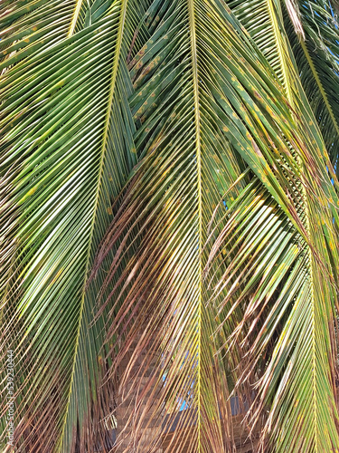 tropical island saona in the dominican republic photo