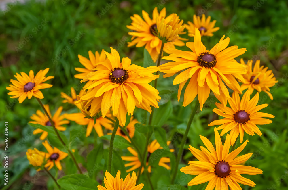 Yellow Rudbeckia flower close-up on a background of greenery in summer Yellow Rudbeckia flower close-up on a background of greenery in summer