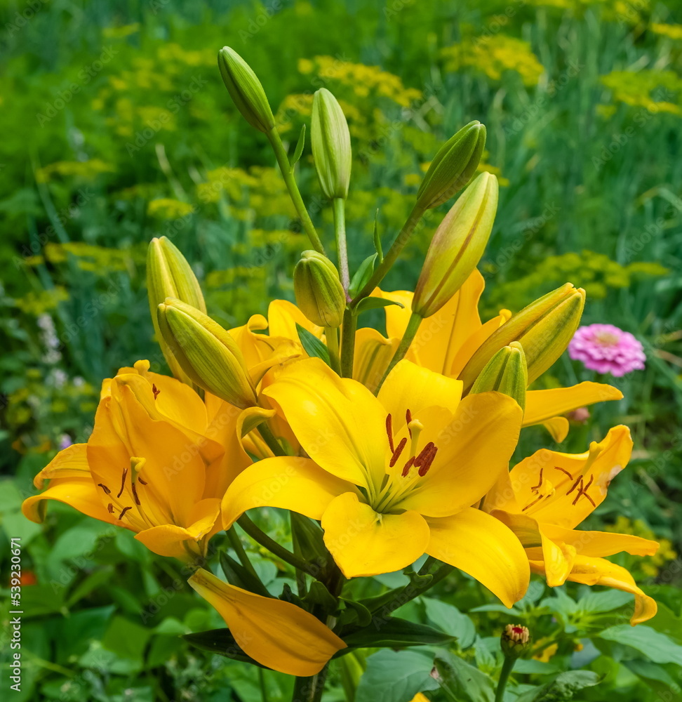 Yellow lily flower close-up on a background of greenery in summer Yellow lily flower close-up on a background of greenery in summer