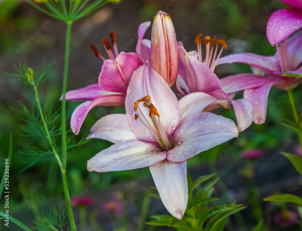 Obraz premium Pink Lily Flower close-up on a background of greenery in summer