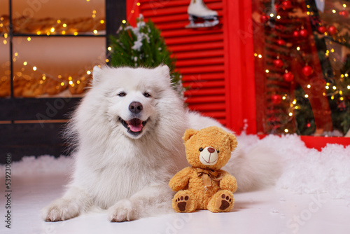 A white fluffy Samoyed lies on the floor with a teddy bear in New Year's decorations against the backdrop of a bakery, a Christmas tree and artificial snow