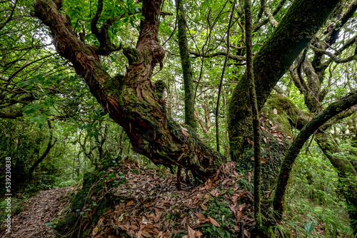 The Madeira Natural Park and its laurel forest in the center of the island