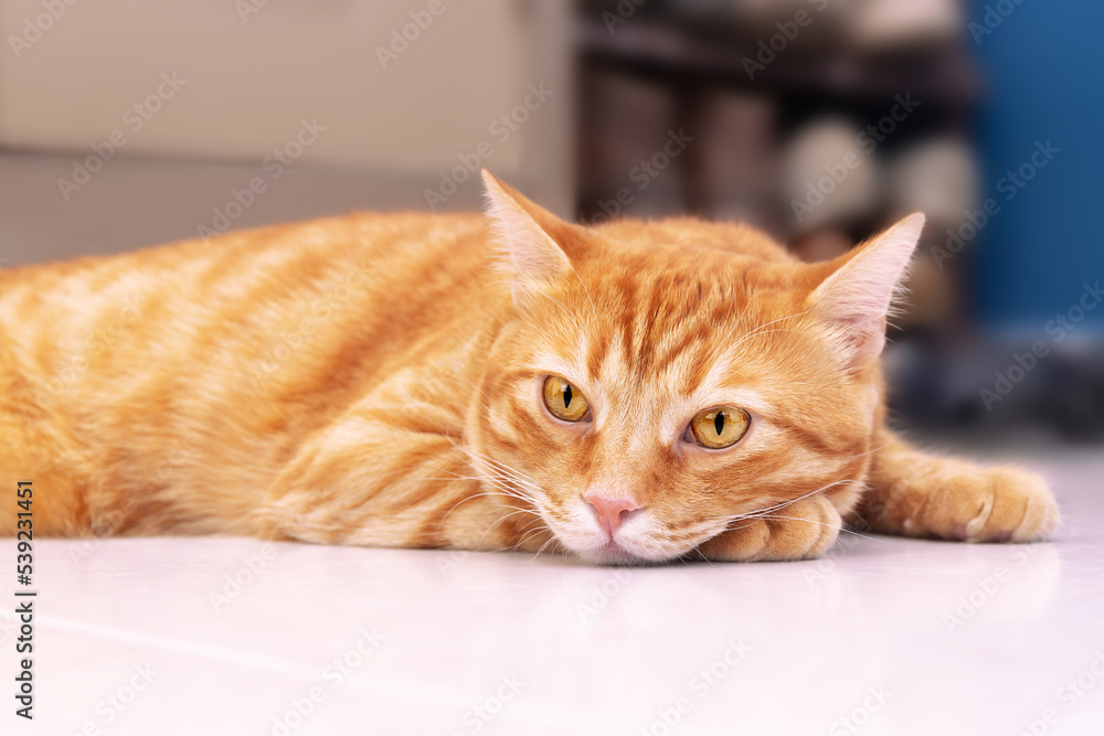 Calm domestic red cat lying on the floor at home. Close-up. Blurred background. Selective focus.