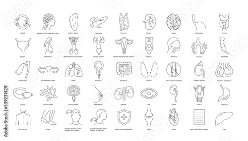 Human organs and ultrasound diagnostics of internal abdominal organs, superficial structures and gynecology, a set of line icons in the vector eyeball, Dopplerography of the head and neck.