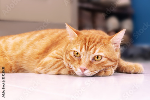 Fototapeta Naklejka Na Ścianę i Meble -  Calm domestic red cat lying on the floor at home. Close-up. Blurred background. Selective focus.