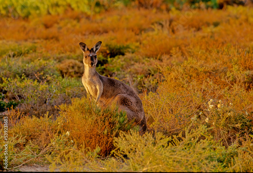 Eastern grey kangaroo