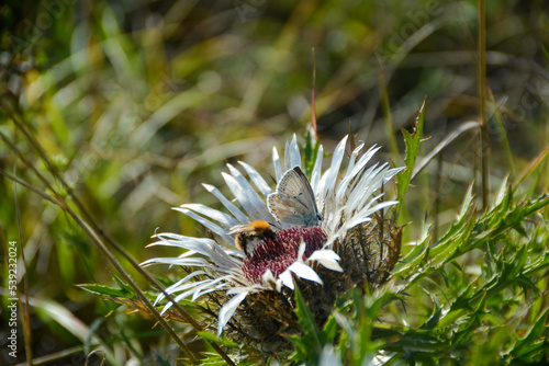 Silver thistle with a bee and a butterfly in a meadow photo