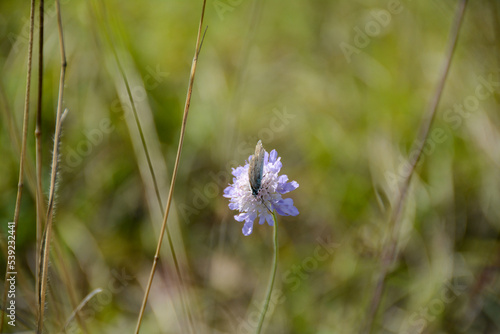 A common blue   butterfly on a flower