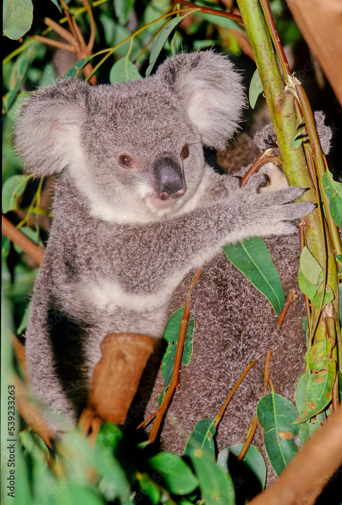 Fototapeta premium Koala
