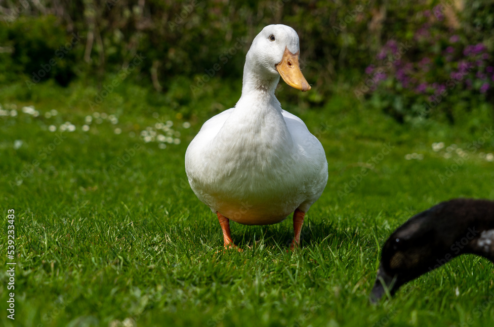 Large Pekin, Aylesbury Peking American Heavy Duck low level View close up Large Pekin, Aylesbury Peking American Heavy Duck low level View close up