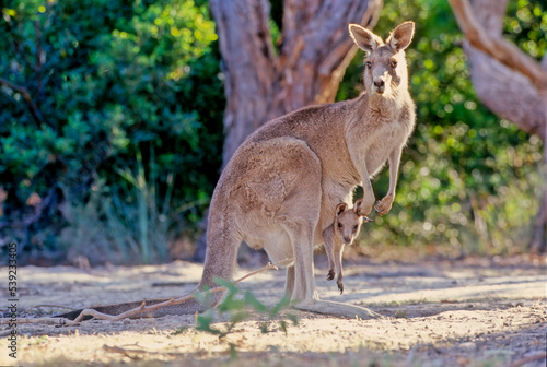 Photos The eastern grey kangaroo (Macropus giganteus) is a marsupial found in the easte
