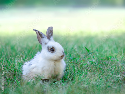 緑の草地で休む白い子ウサギ
