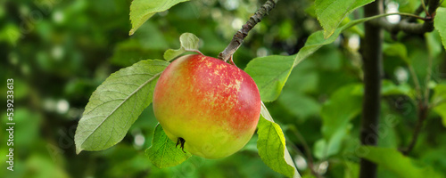 Red apple and tree against natural background