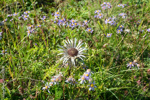 Silver thistle in a meadow photo