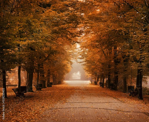 Obraz Jesień, aleja drzew