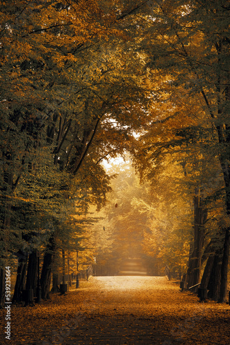 Fototapeta Naklejka Na Ścianę i Meble -  Aleja drzew, jesienny krajobraz