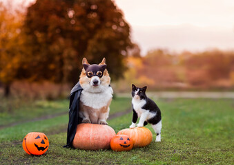 cute funny friends a corgi dog in a black carnival cap and raincoat and a cat sitting on Halloween orange pumpkins in the autumn garden