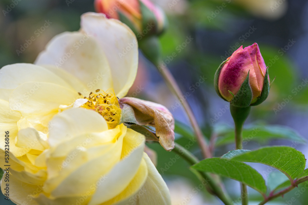 Graceful shoots yellow roses with buds and fading flowers against a dark green garden Graceful shoots yellow roses with buds and fading flowers against a dark green garden