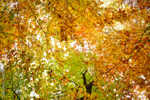 Blick in die Baumwipfel mit den bunten Blättern des Herbstes photo