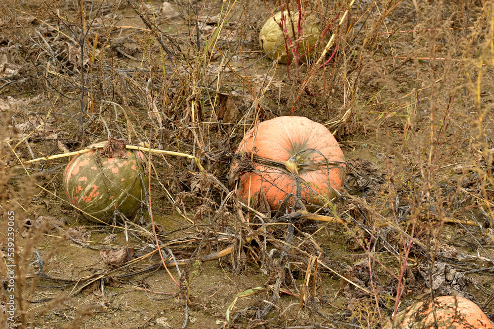 In the garden in the dry grass lie a large pumpkin of different colors.