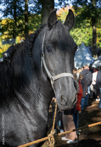 Horse market, Zuidlaardermarkt, Drenthe Netherlands, horses, trading, tradition, 