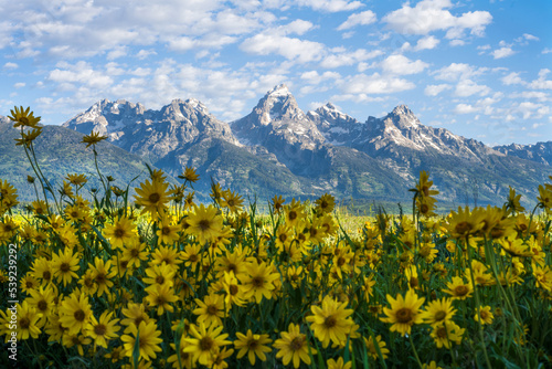 Mountain Flowers