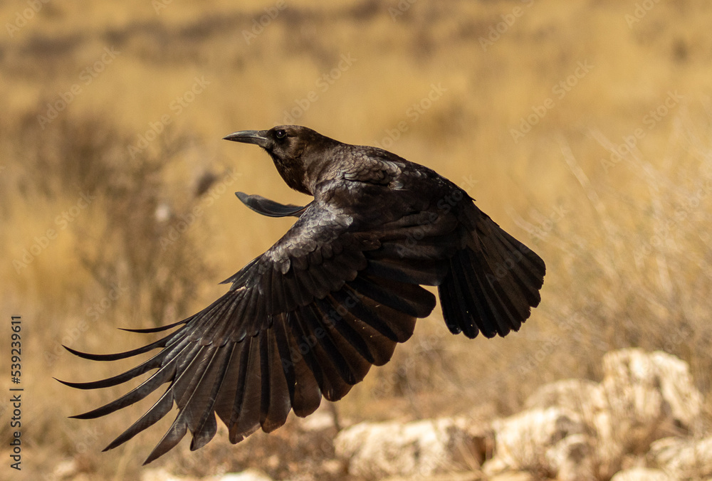 Crow bird flying - as the crow flies