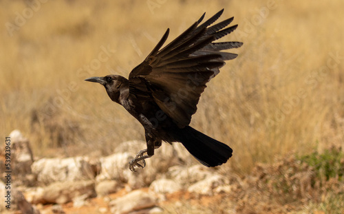 Obraz na płótnie Black Cape Crow flying - raven flies w salonie