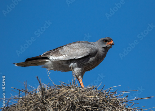Gabar goshawk on a nest photo