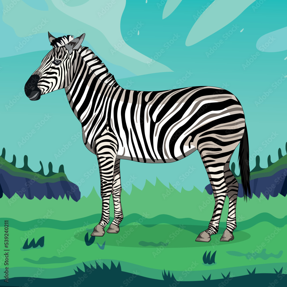 Fototapeta premium Zebra standing, vector illustration