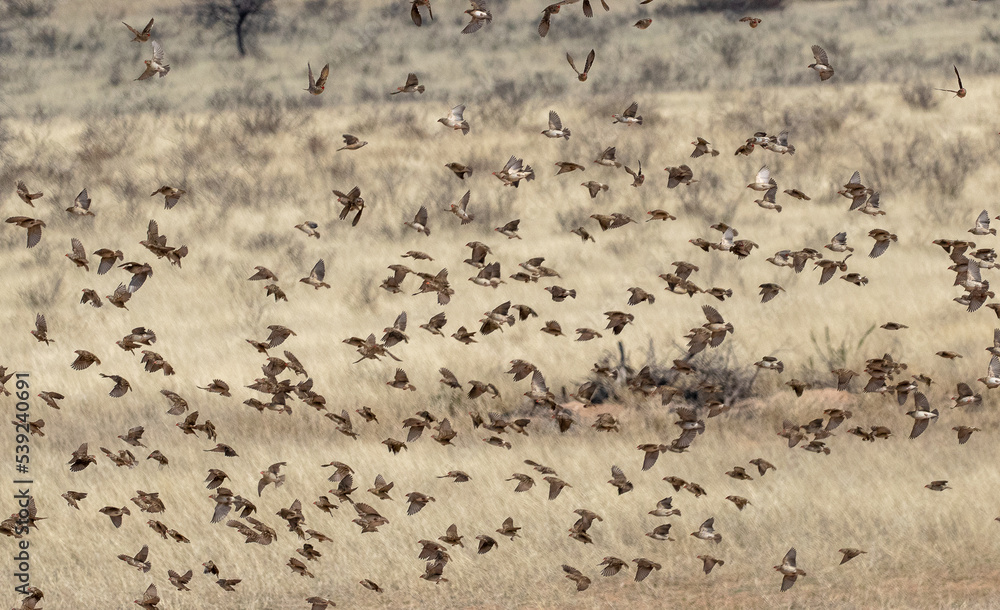 Flock of wild finches in flight in Africa