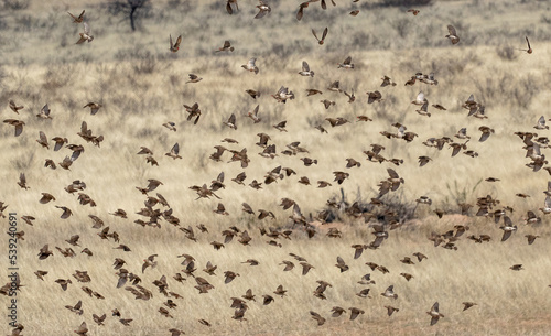 Flock of wild finches in flight in Africa
