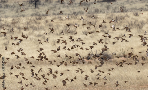 Obraz na płótnie Flock of wild finches in flight in Africa w salonie