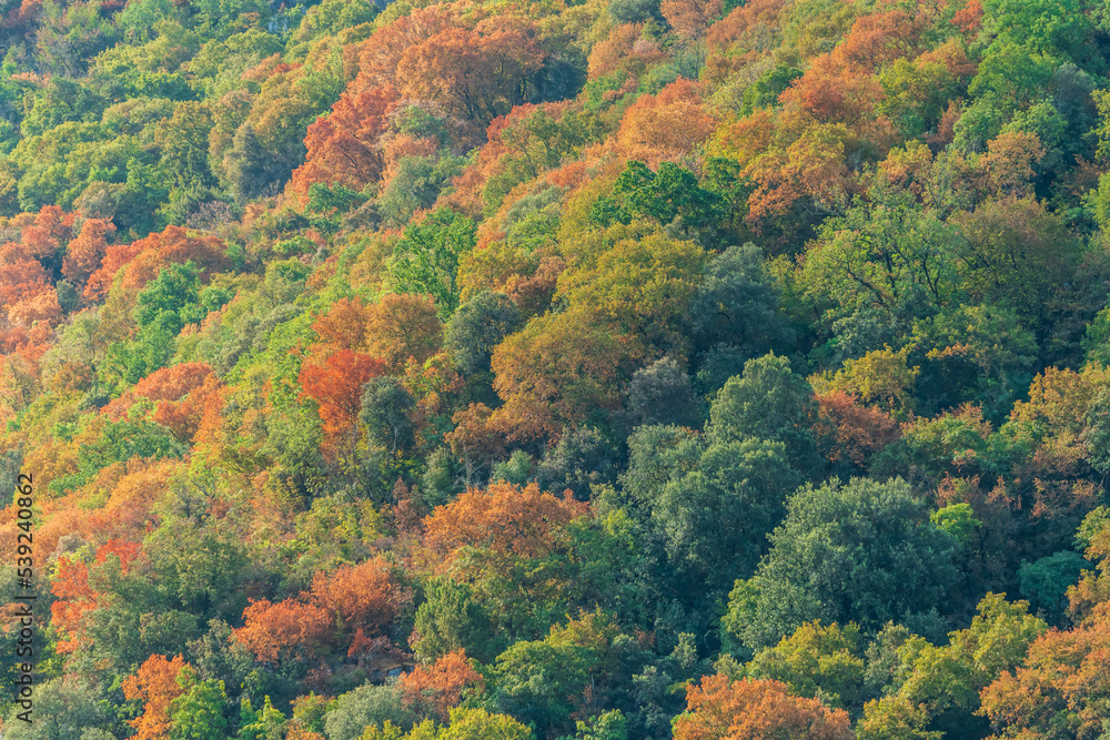 Colorful tree tops in autumn