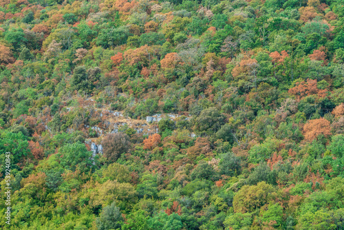 Colorful tree tops in autumn © DZiegler