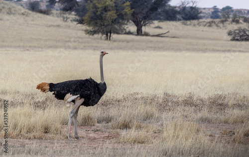 Beautiful black male ostrich bird in grasslands