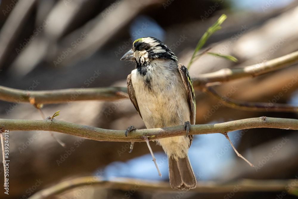Acacia pied barbet bird on a branch