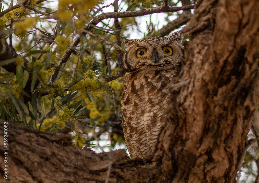 Spotted Eagle Owl on branch closeup Spotted Eagle Owl on branch closeup