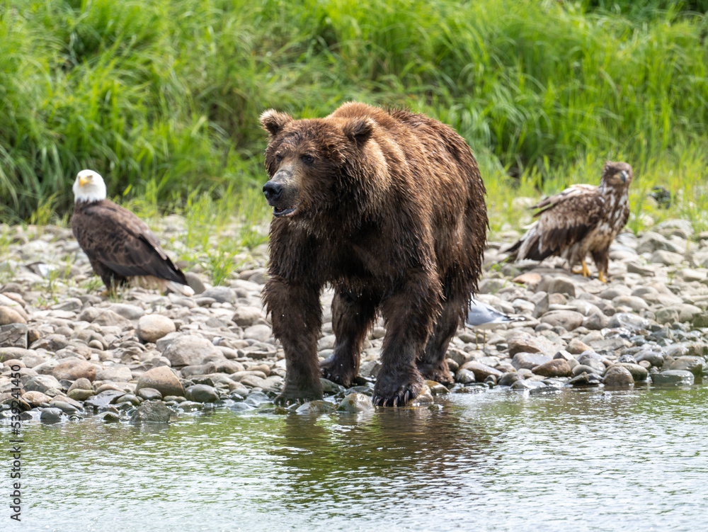 Alaskan brown bear and eagles Alaskan brown bear and eagles