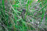 Papilio troilus Linneo mexicano