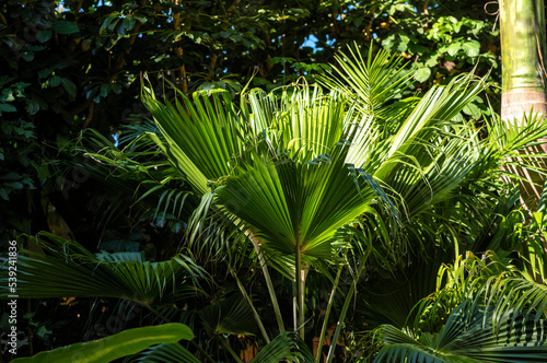 Green Foliage in the Honolulu Rainforest.