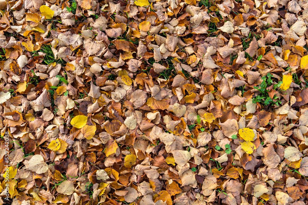 Top view of the lawn strewn with autumn foliage.