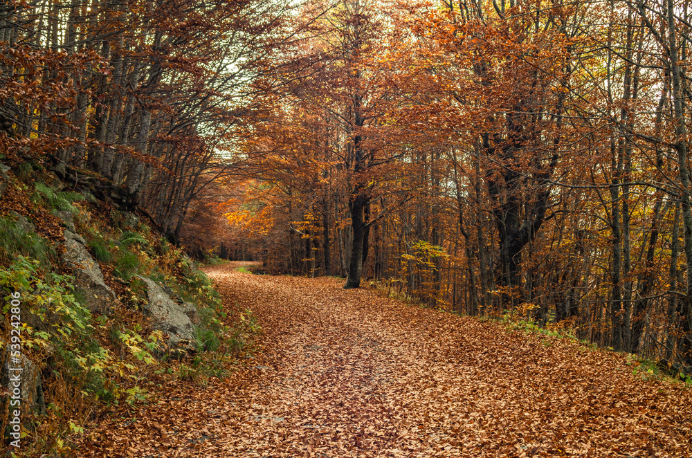 Obraz premium Il foliage del bosco di montagna in Appennino in autunno
