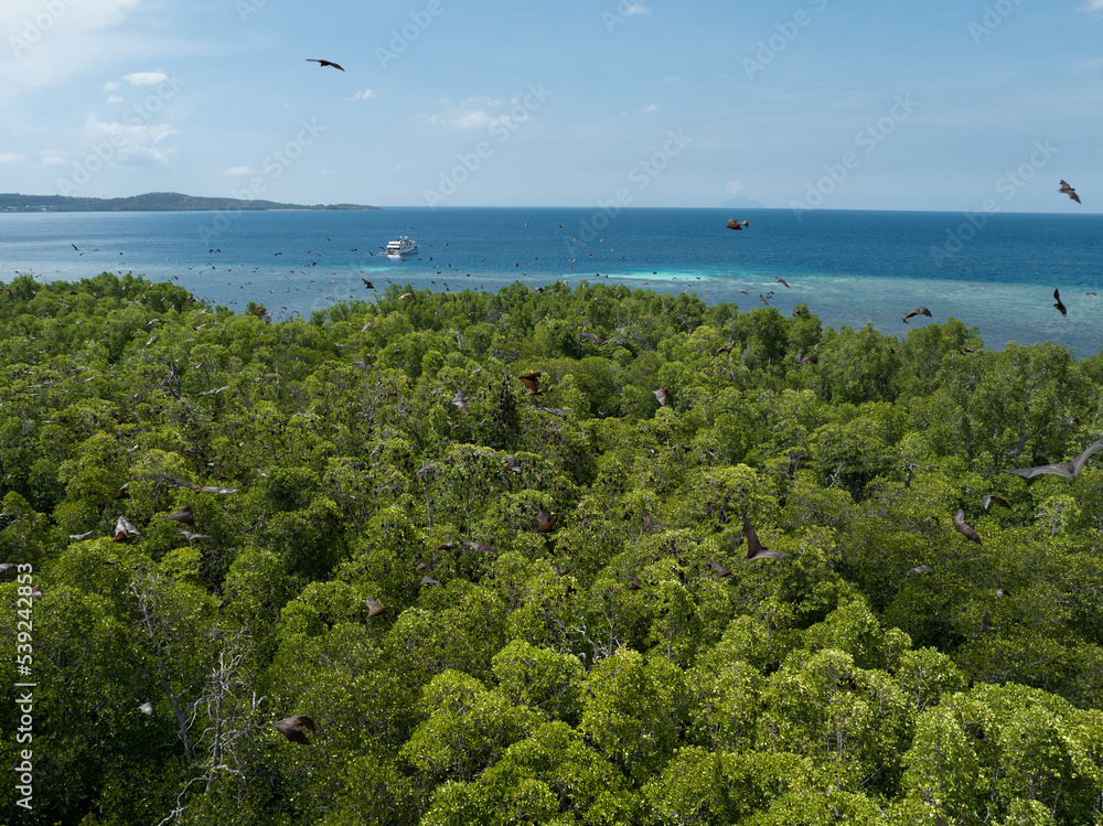 Fruit bats, Acerodon mackloti, fly above a mangrove forest in which