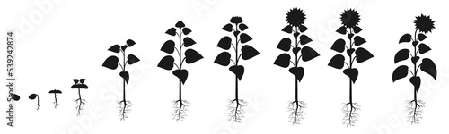 Sunflower life cycle in agriculture. Plant growth stages silhouette. Seed growing infographic