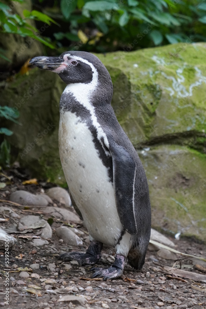 Naklejka premium Humboldt penguin