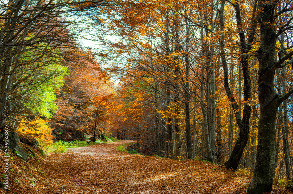 Il foliage del bosco di montagna in Appennino in autunno