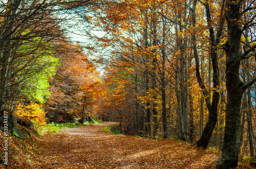 Il foliage del bosco di montagna in Appennino in autunno © PgP