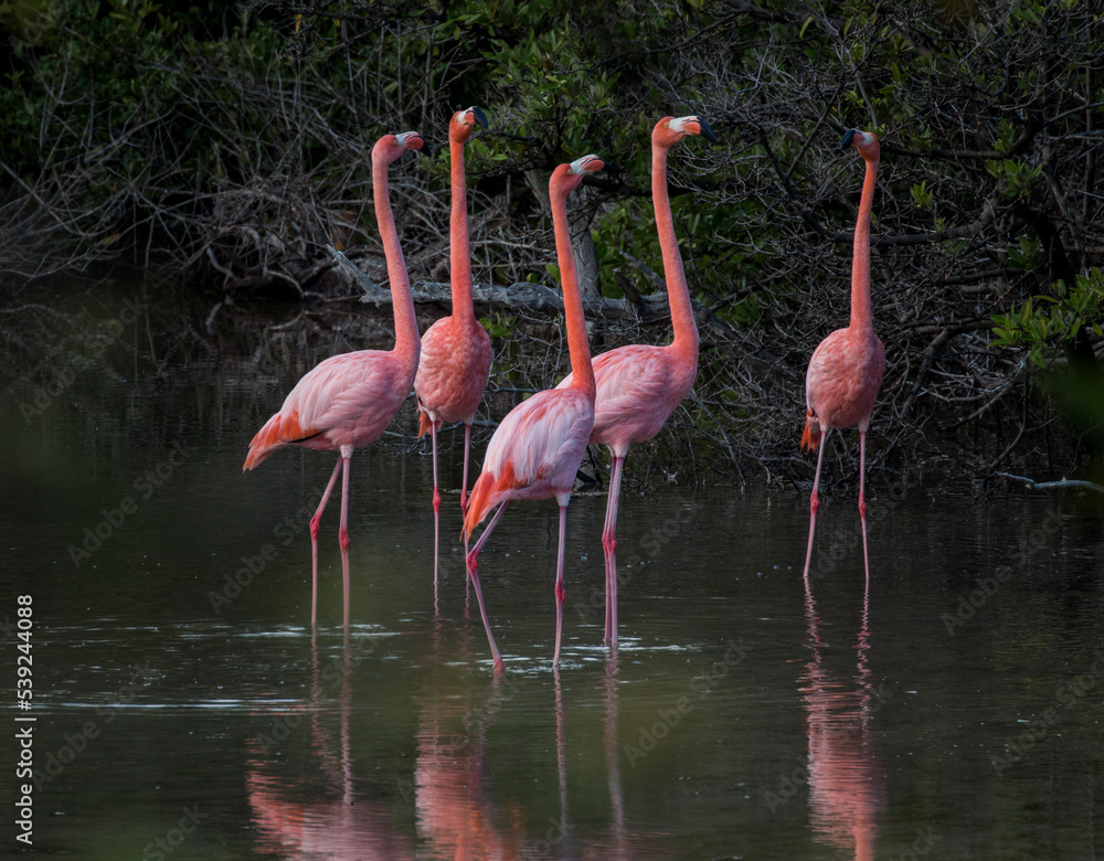 flamingos, Punta Cormorant, Florenana, Galapagos