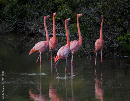 flamingos, Punta Cormorant, Florenana, Galapagos